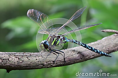 Blue Dragonfly Stock Photo