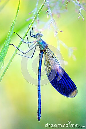 Blue Dragonfly in early morning Stock Photo