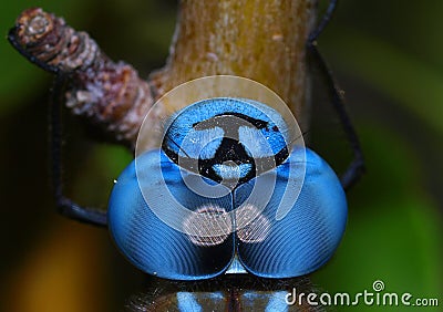 Blue dragonfly eyes Stock Photo