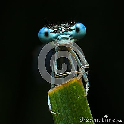 Blue dragonfly face Stock Photo