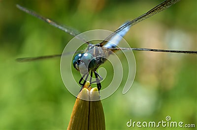 Dragonfly resting on a lily bud against blurred green and orange natural background Stock Photo