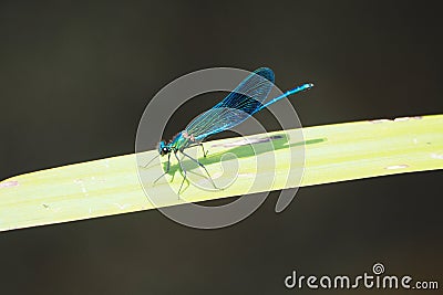 Blue dragonfly perched on a leaf, river ulla, galicia Stock Photo