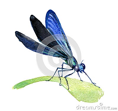 Dragonfly isolated on white background, watercolor illustration Cartoon Illustration