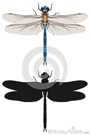 Blue dragonfly and its silhouette, top view. Vector illustration. Vector Illustration