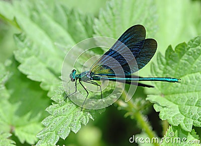 Blue dragonfly resting on a green leaf Stock Photo