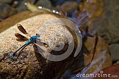 Blue Dragonfly Stock Photo
