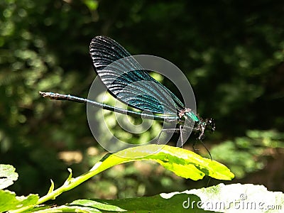 Blue dragonfly Shiny Beauty sitting branch with bright green leaves. Dragonfly wings are iridescent, patterned, corrugated. As a Stock Photo