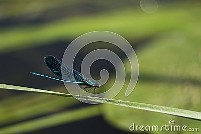 Blue dragonfly sitting on a blade of grass Stock Photo