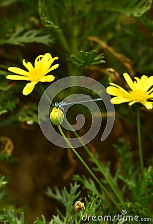 A blue dragonfly stopped on a yellow bud. Stock Photo