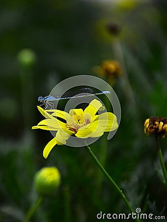 A blue dragonfly stopped on a yellow flower. Stock Photo