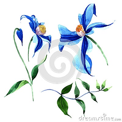 Blue durandii clematis. Floral botanical flower. Wild spring leaf wildflower isolated. Stock Photo