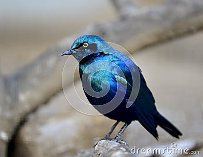 Blue-eared Glossy Starling Stock Photo