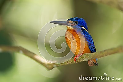 Blue eared kingfisher, orange, blue, in Borneo Stock Photo