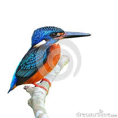 Blue-eared Kingfisher Stock Photo