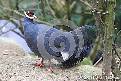 Blue eared pheasant Stock Photo