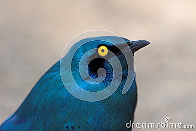 Blue-Eared Starling Stock Photo