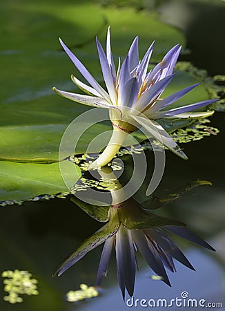 Blue Egyptian Lotus Stock Photo