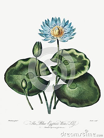 The Blue Egyptian Water-Lily illustration Cartoon Illustration