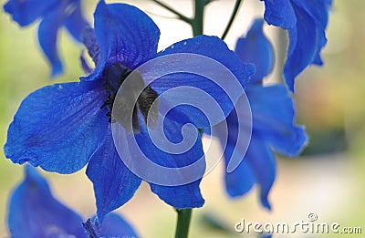 Blue elegant bell flower Stock Photo