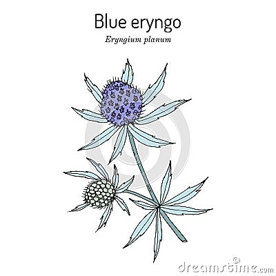 Blue Eryngo, or flat sea holly Eryngium Planum , medicinal plant Cartoon Illustration