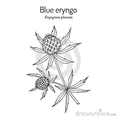 Blue Eryngo Eryngium Planum , medicinal plant Cartoon Illustration