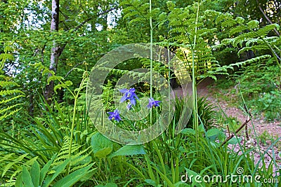 Blue european columbine (Aquilegia vulgaris) flower Stock Photo