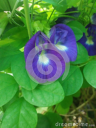 blue exotic beauty telang flower Stock Photo
