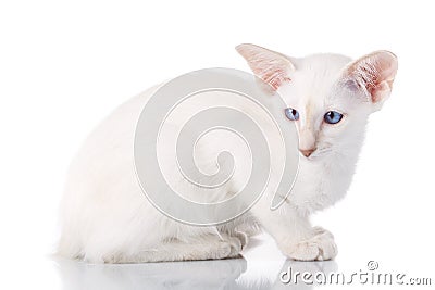 Blue eye Siamese kitten, isolated on white Stock Photo