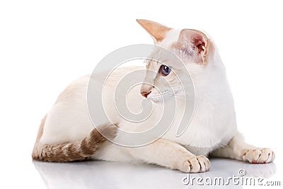 Blue eye Siamese kitten, isolated on white Stock Photo