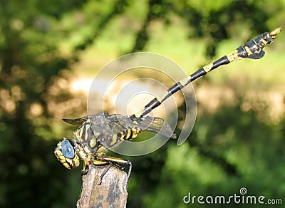 Blue eyed dragonfly sitting on pole Stock Photo