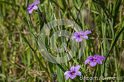 Blue-Eyed Grass Sisyrinchium bellum wildflower blooming in spring, California Stock Photo
