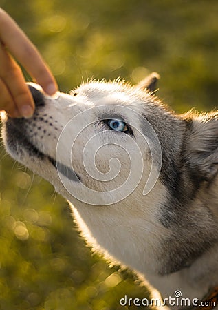 A blue eyed husky sniffing a hand. Stock Photo