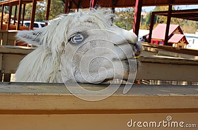 Blue eyed llama Stock Photo