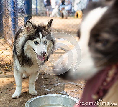 Blue-eyed Pomsky dog drinking water Stock Photo