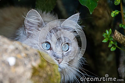Blue eyed ragdoll cat hides behind a rock. Striking long haired cat. Stock Photo