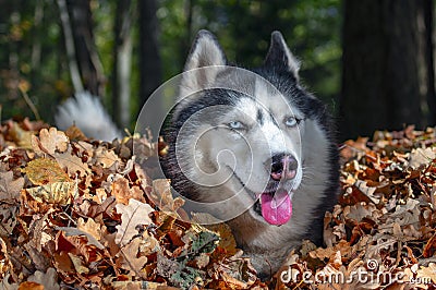 Blue-eyed Siberian husky in pile of autumn yellow leaves, sunny day Stock Photo