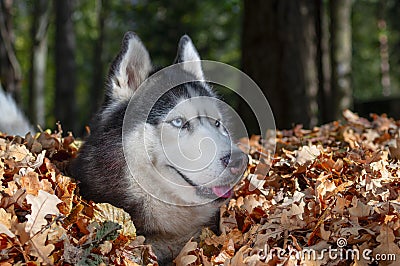 Blue-eyed Siberian husky in pile of autumn yellow leaves, sunny day in park Stock Photo