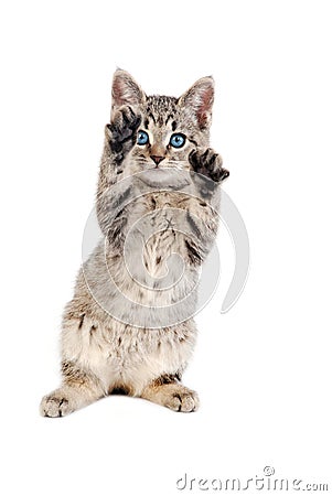 Blue Eyed Tabby Kitten with Paws Up Stock Photo