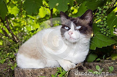 Bue eyes cat portrait Stock Photo