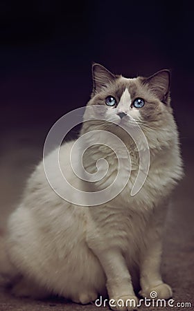 Blue eyes ragdoll cat beautiful white female cat Stock Photo