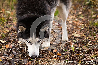 Blue eyes siberian dog husky closeup looking at the camera gaze in nature Stock Photo