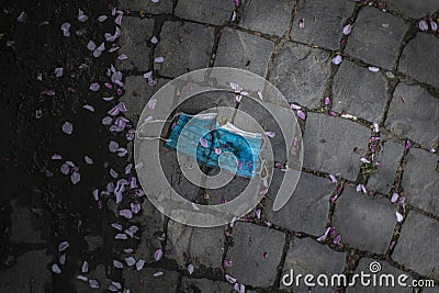 Blue face mask on a stone cobblestone among the fallen sakura flowers in spring Stock Photo