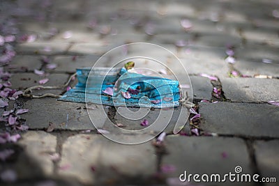 Blue face mask on a stone cobblestone among the fallen sakura flowers in spring Stock Photo