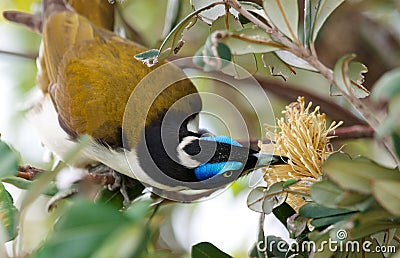 A Blue Faced Honeyeater Stock Photo