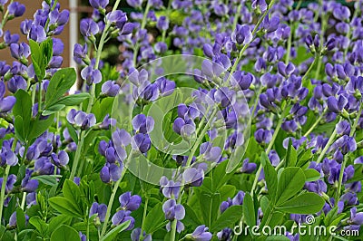 Blue False Indigo on a cloudy day Stock Photo