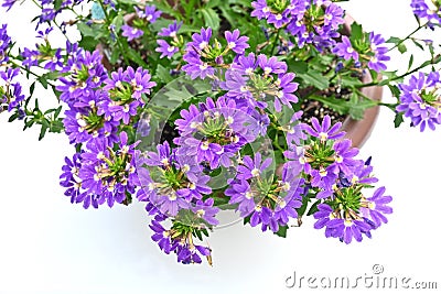 Blue fan flower ( Scaevola aemula ) flowers. Stock Photo