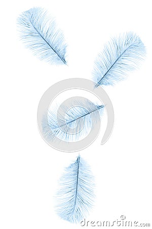 Blue feather. Stock Photo