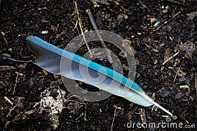 Blue feather of a motmot bird lying on the earth Stock Photo