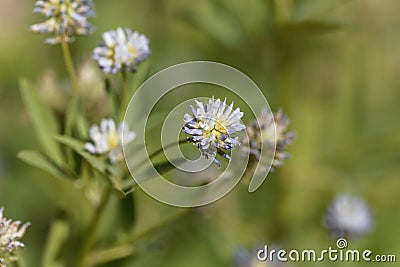 Blue fenugreek Trigonella caerulea Stock Photo