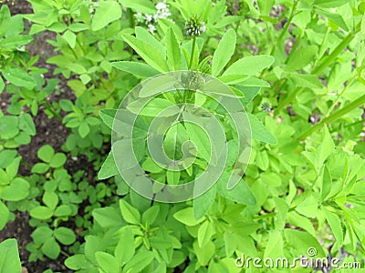 Blue fenugreek, Trigonella caerulea Stock Photo